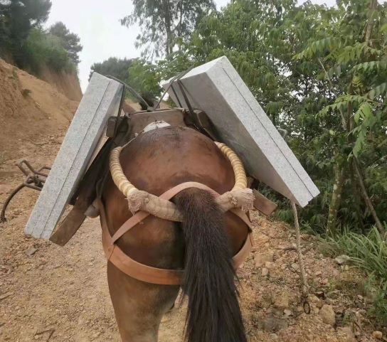 山西骡马运输