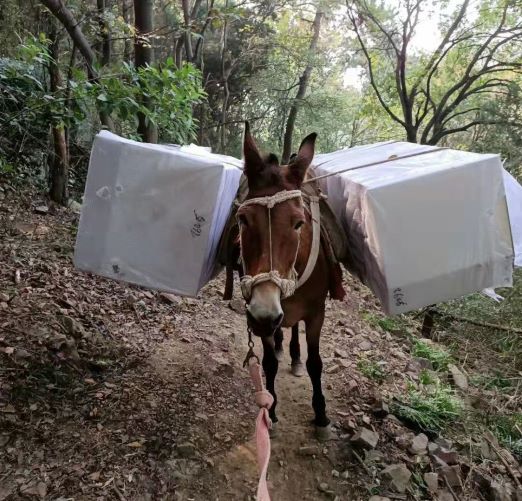 山西福建骡子运输队