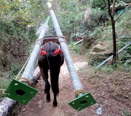 山西深圳骡子运输队